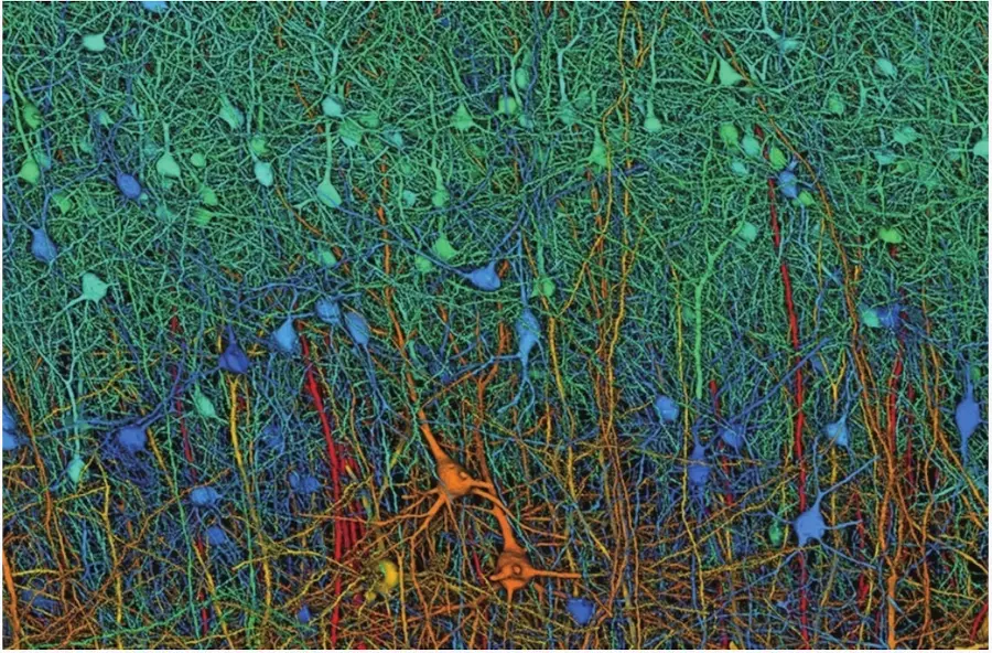 计算机模拟的神经元连接图谱